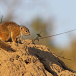 Écureuil de Smith (Kruger)