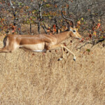 Impala (Kruger)