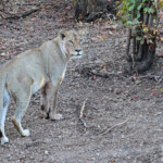 Lionne (Punda Maria, Kruger)