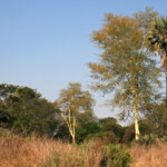 Région du Limpopo