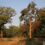 Rives du Limpopo