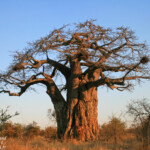 Afrique du Sud - Kruger Août 2014