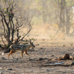 Chacal à flancs rayés (Kruger)