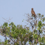 Circaète brun (Kruger)