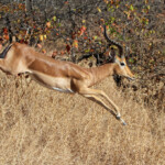 Impala (Kruger)