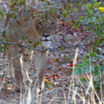 Lionne (Punda Maria, Kruger)