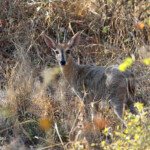 Céphalophe de grimm (Kruger)
