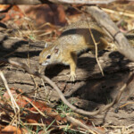 Écureuil de Smith (Kruger)