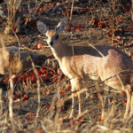 Raphicère de Sharpe (Grysbok) (Punda Maria, Kruger)