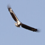 Pygargue vocifère immature (Létaba, Kruger)