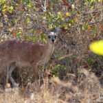 Raphicère de Sharpe (grysbok) (Kruger)