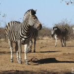 Zèbre des plaines (Kruger)