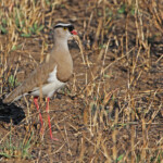 Vanneau couronné (Punda Maria, Kruger)