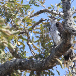 Aigle fascié (Kruger)