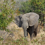 Éléphant (Punda-Maria Kruger)