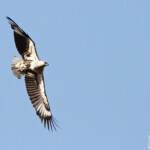 Pygargue vocifère immature (Létaba, Kruger)