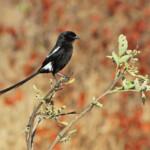 Corvinelle noir et blanc (Punda Maria, Kruger)