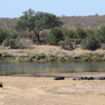 Létaba (Kruger)