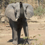 Éléphant (Punda-Maria Kruger)