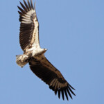 Pygargue vocifère immature (Létaba, Kruger)
