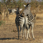 Zèbre des plaines (Kruger)