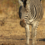 Zèbre des plaines (Kruger)