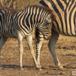 Zèbre des plaines (Kruger)