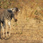 Zèbre des plaines (Kruger)