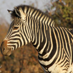 Zèbre des plaines (Kruger)