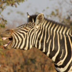 Zèbre des plaines (Kruger)