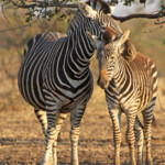 Zèbre des plaines (Kruger)