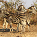 Zèbre des plaines (Kruger)