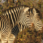 Zèbre des plaines (Kruger)