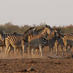 Zèbre des plaines (Kruger)