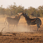 Zèbre des plaines (Kruger)