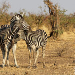 Zèbre des plaines (Kruger)