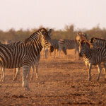 Zèbre des plaines (Kruger)