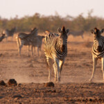 Zèbre des plaines (Kruger)