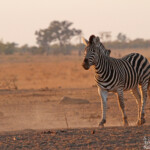 Zèbre des plaines (Kruger)
