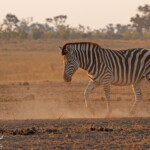 Zèbre des plaines (Kruger)