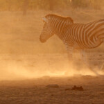 Zèbre des plaines (Kruger)