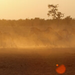 Zèbre des plaines (Kruger)