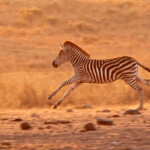 Zèbre des plaines (Kruger)