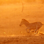 Zèbre des plaines (Kruger)