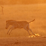 Zèbre des plaines (Kruger)