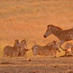 Zèbre des plaines (Kruger)