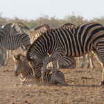 Zèbre des plaines (Kruger)