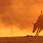 Zèbre des plaines (Kruger)