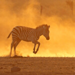 Zèbre des plaines (Kruger)