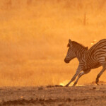Zèbre des plaines (Kruger)